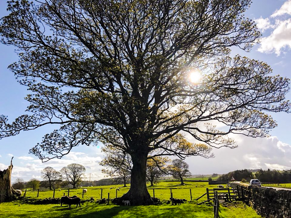 Hadrian's Wall guide