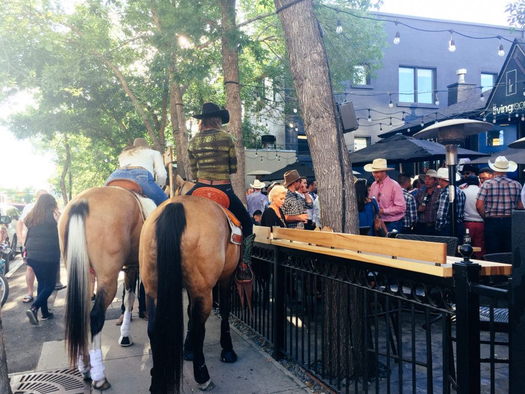 Horses in downtown Alberta