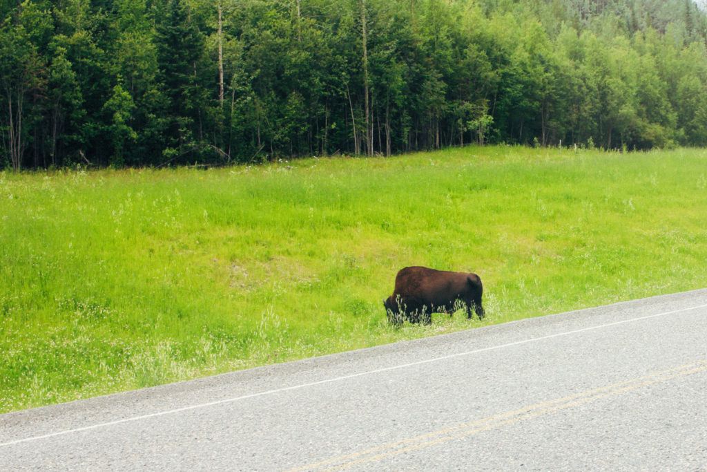 A bison on the side of the road in Canada