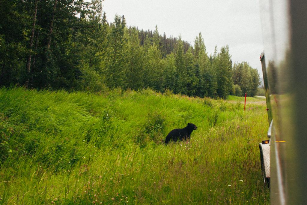 A black bear on the side of the road in Canada